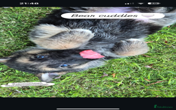 German Shepherd dogs for sale: 🐾 Beautiful  FEMALE –KC reg GERMAN SHEPHERDS 🐾 - Image 3
