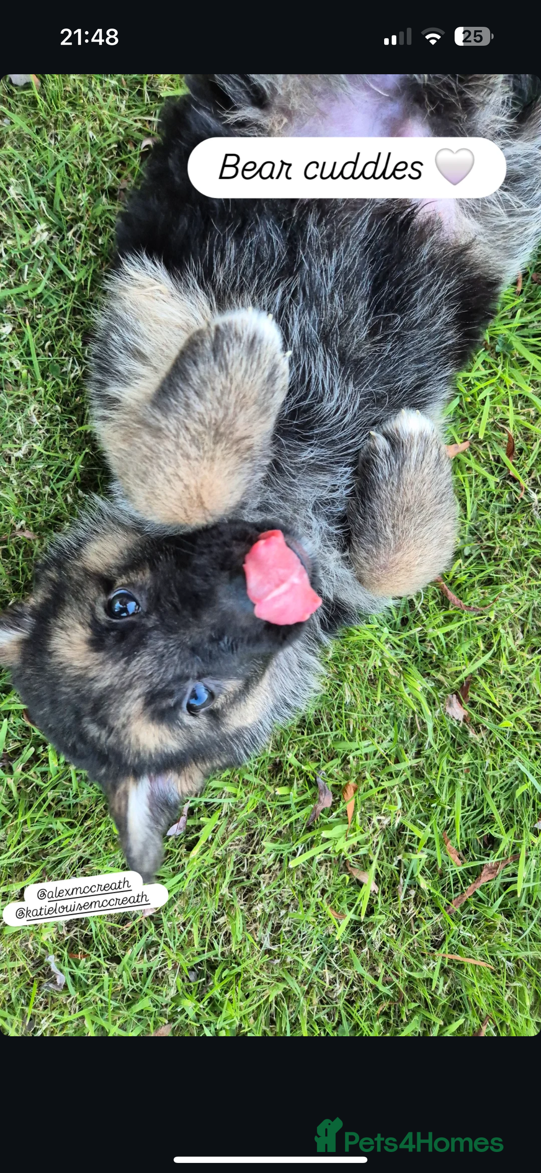 German Shepherd dogs for sale: 🐾 Beautiful  FEMALE –KC reg GERMAN SHEPHERDS 🐾 - Image 3