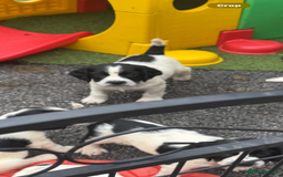 English Springer Spaniel dogs for sale: Kc reg  dna tested springer spaniels  - Image 5