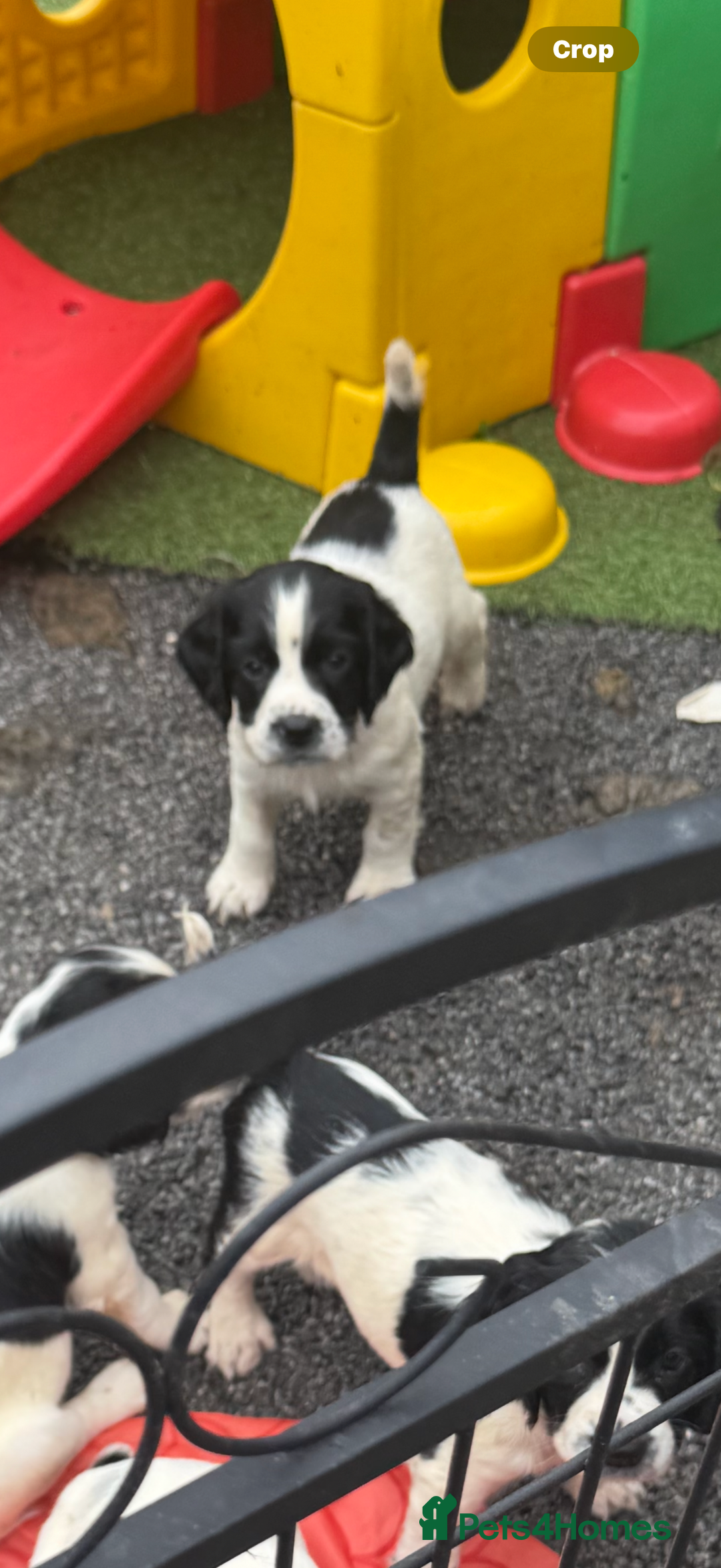English Springer Spaniel dogs for sale: Kc reg  dna tested springer spaniels  - Image 5