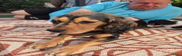Cockapoo dogs for sale: COCKER SPANIEL in Gillingham - Advert 1