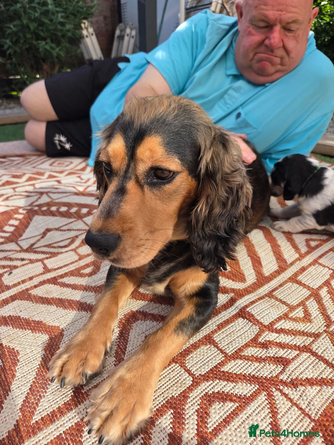 Cockapoo dogs for sale: COCKER SPANIEL in Gillingham - Advert 1