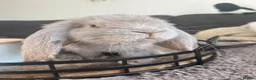 Mini Lop rabbits for sale: Bunny’s looking for their forever homes 🏡🐰 - Advert 4