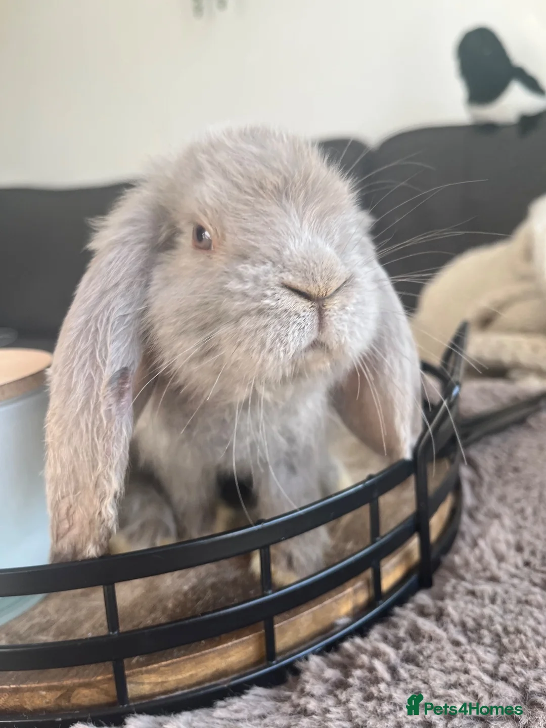 Mini Lop rabbits for sale: Bunny’s looking for their forever homes 🏡🐰 - Advert 4