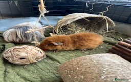 Guinea Pig rodents for sale: FREE - Two 8 month male guinea pigs - Image 4