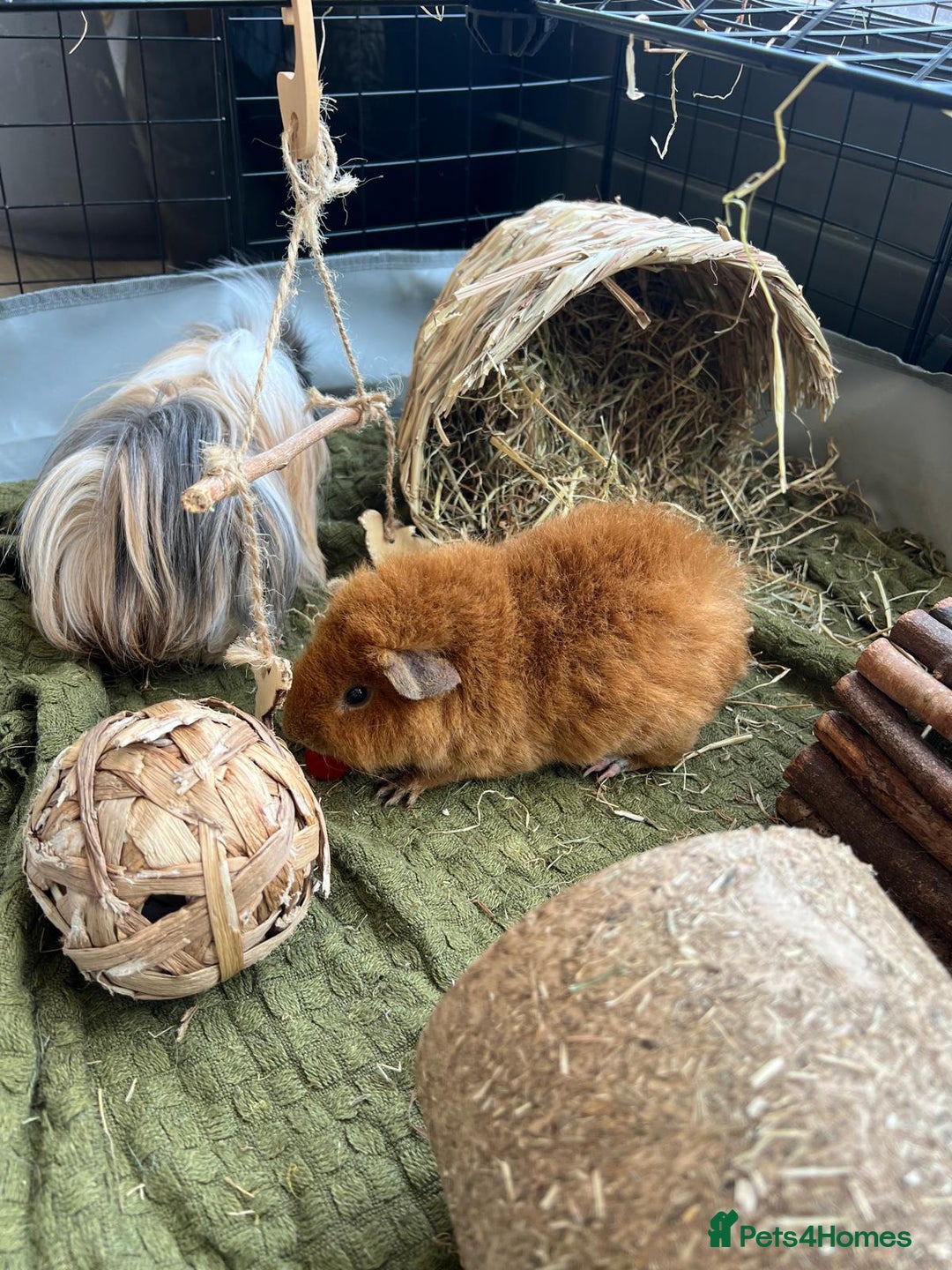 Guinea Pig rodents for sale: FREE - Two 8 month male guinea pigs - Image 4