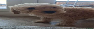Cockapoo 2