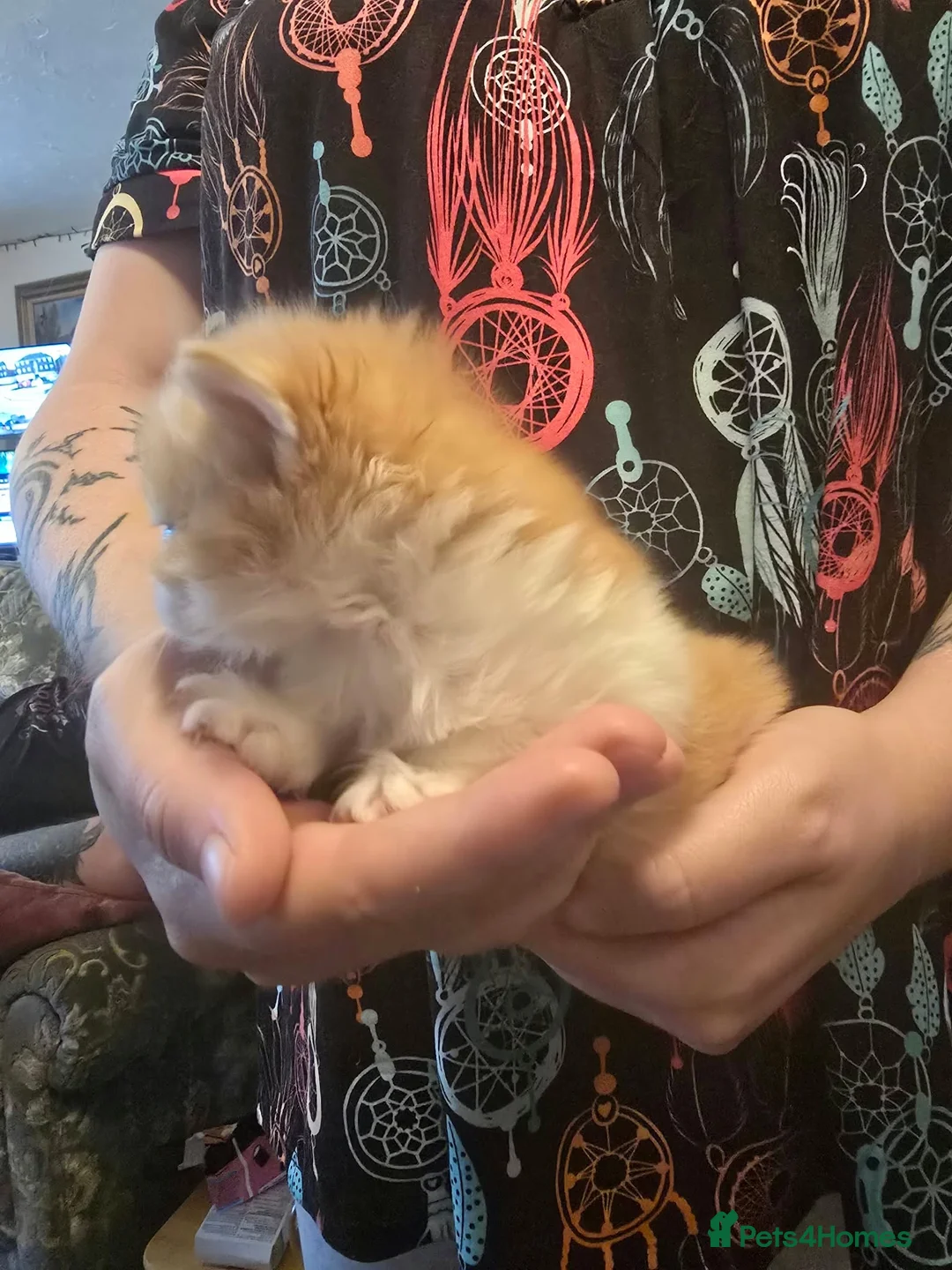 Maine Coon cats for sale: Maine coon Cross kitten - Advert 13
