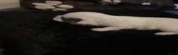Zuchon dogs for sale: Zuchon puppies looking for forever home £650 in Brentwood - Advert 23