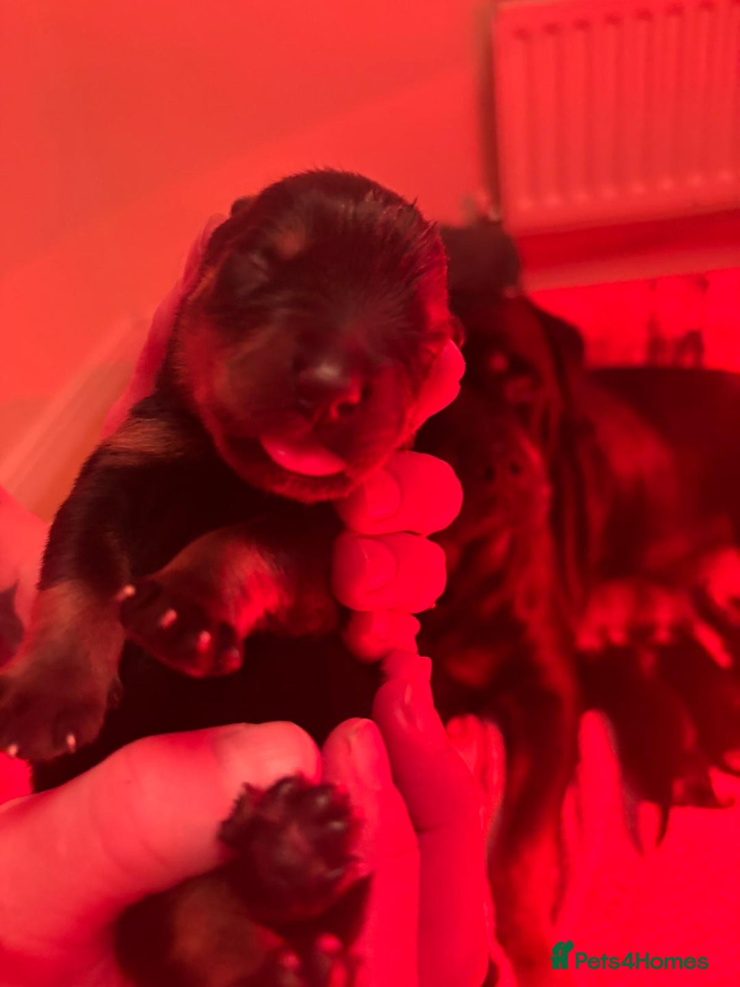 Rottweiler dogs for sale: Pedigree German chunky Rottweiler puppies  - Image 11