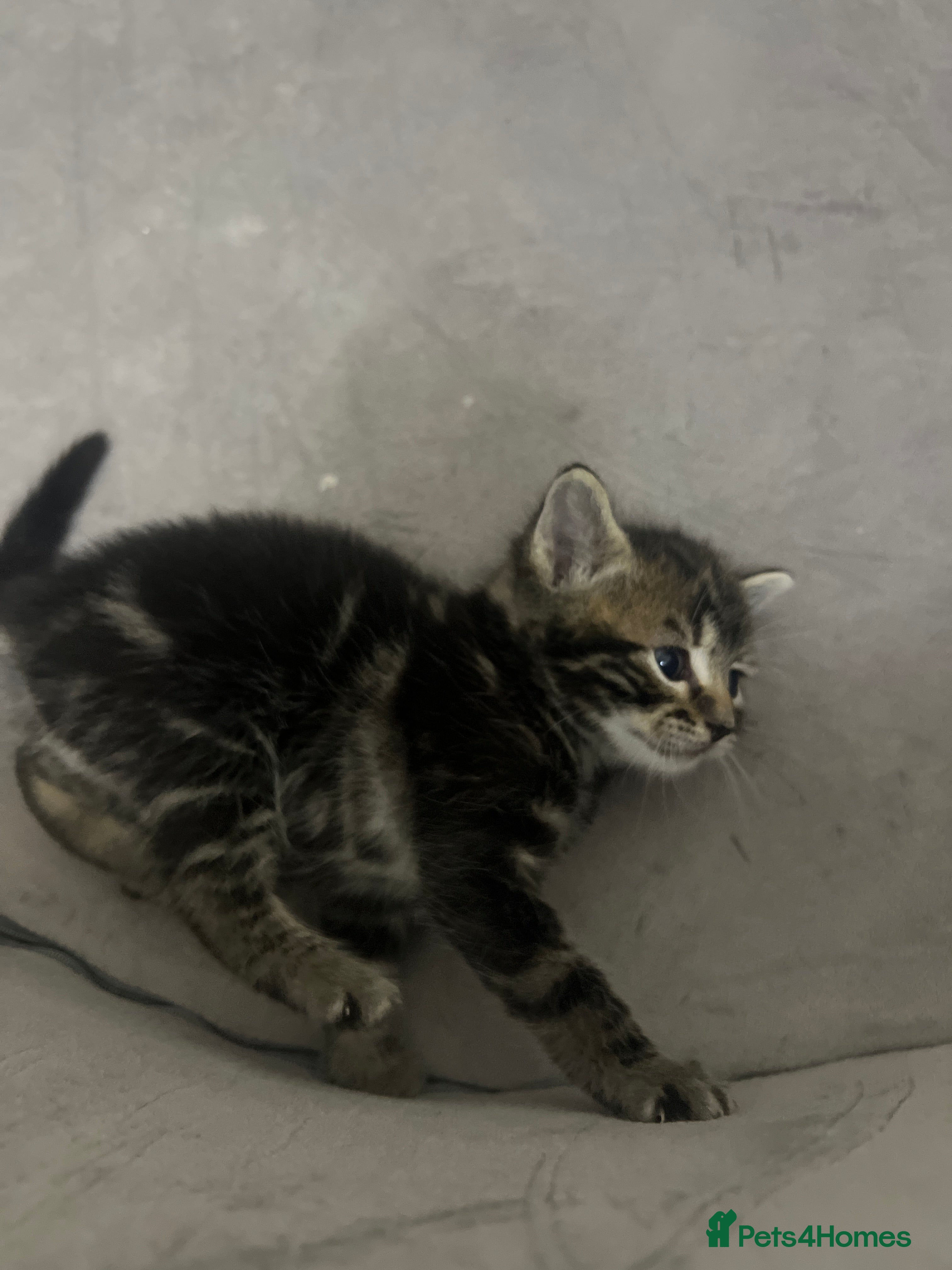 Mixed Breed cats for sale: Mixed Bengal kittens  - Advert 2