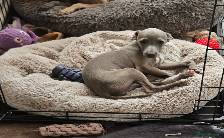 Italian Greyhound dogs - Advert 2