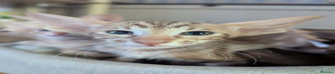 Oriental Kitten 2