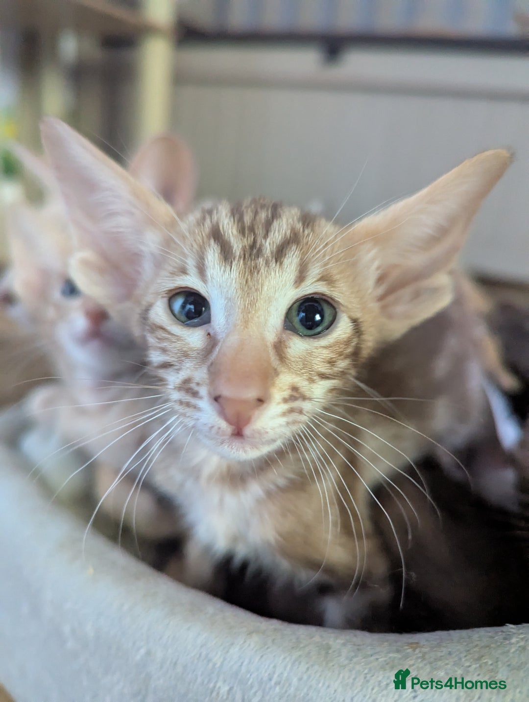 Oriental cats for sale: Super friendly kittens - Image 5