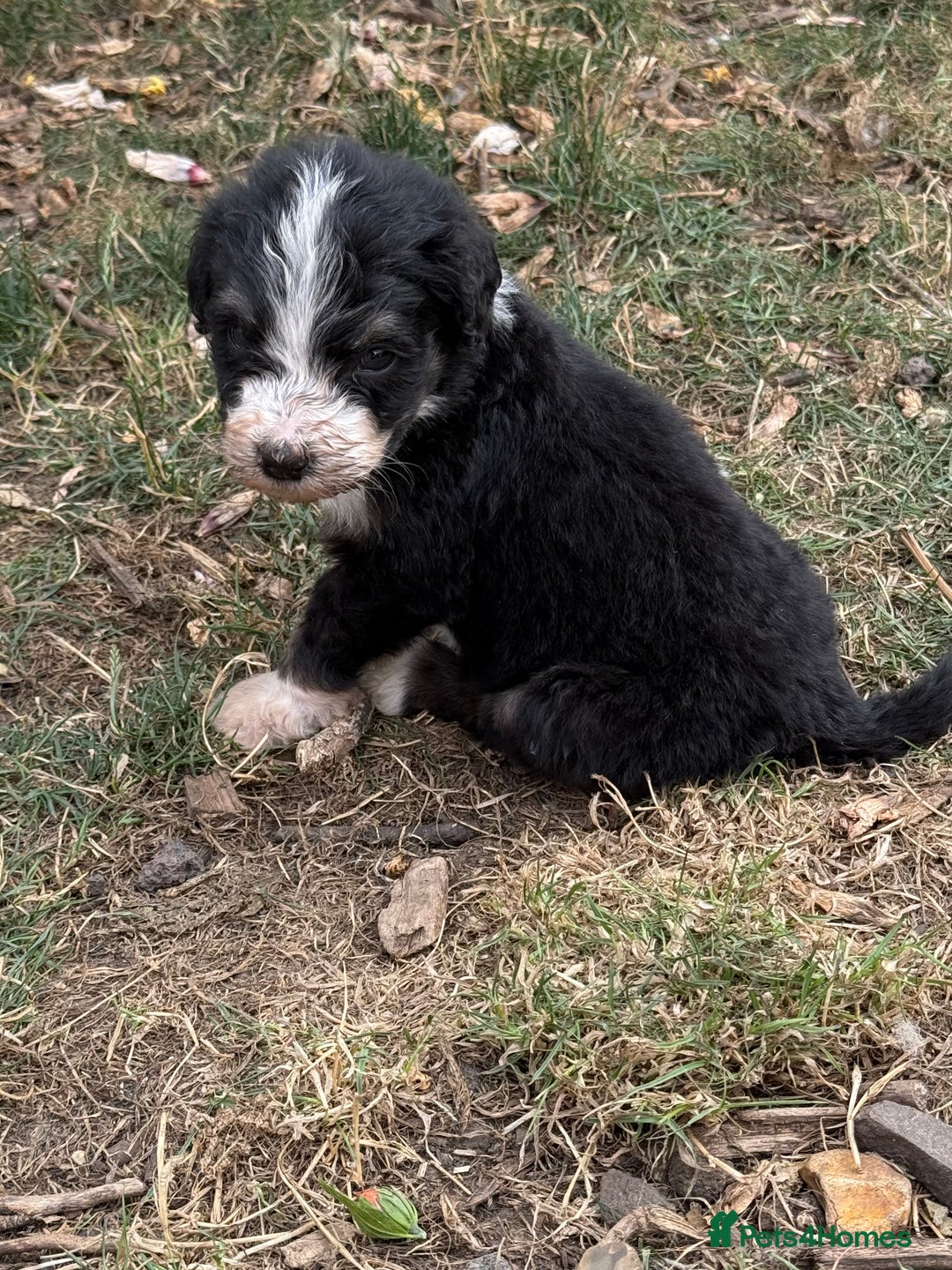 Bernedoodle dogs for sale: Bernadoodle 4 male home bred puppies  - Image 33