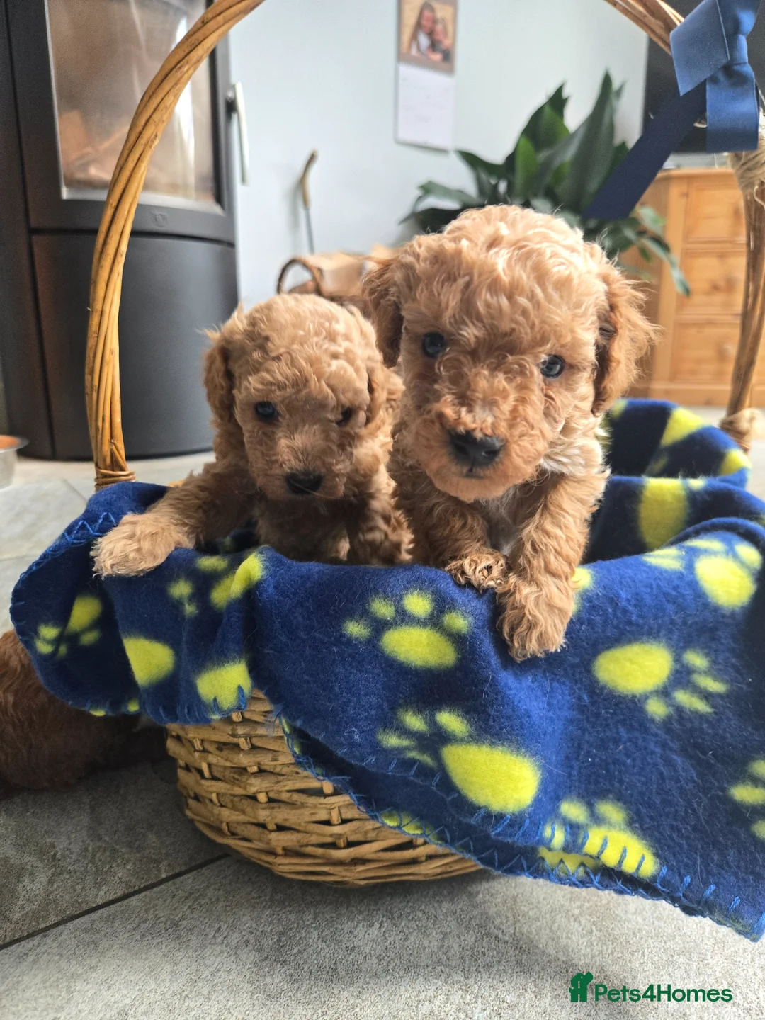 Cockapoo dogs for sale: COCKAPOO PUPPIES FOR SALE - Advert 1