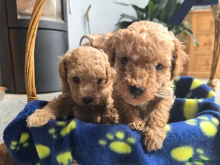 Cockapoo dogs COCKAPOO PUPPIES FOR SALE - Advert 8