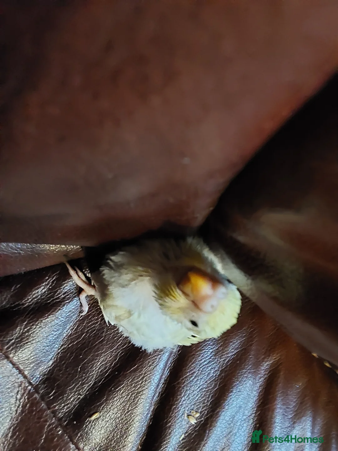 Budgerigars birds for sale: Baby Budgies 3 weeks old ready in 3 weeks. - Advert 1