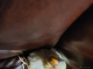 Budgerigars birds Baby Budgies 3 weeks old ready in 3 weeks. - Advert 12