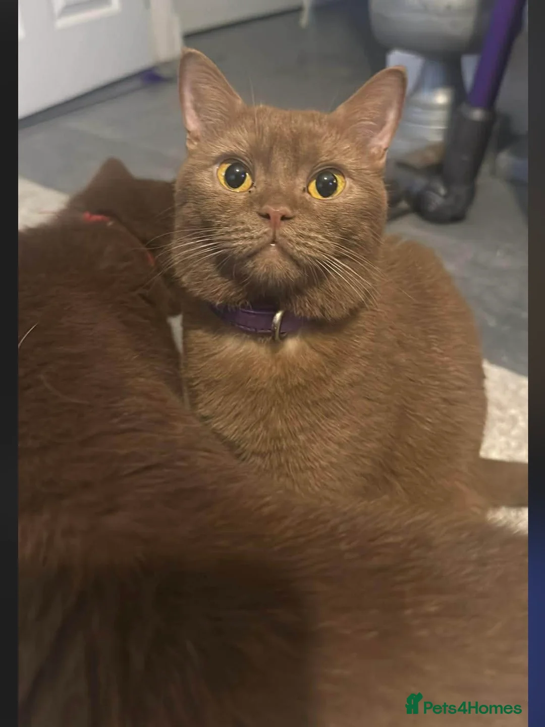 British Shorthair cats for sale: Cinnamon British shorthair girl last one left  - Advert 4