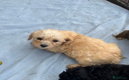 Mixed Breed dogs for sale: Lucus terrier cross toy poodle puppies - Advert 19