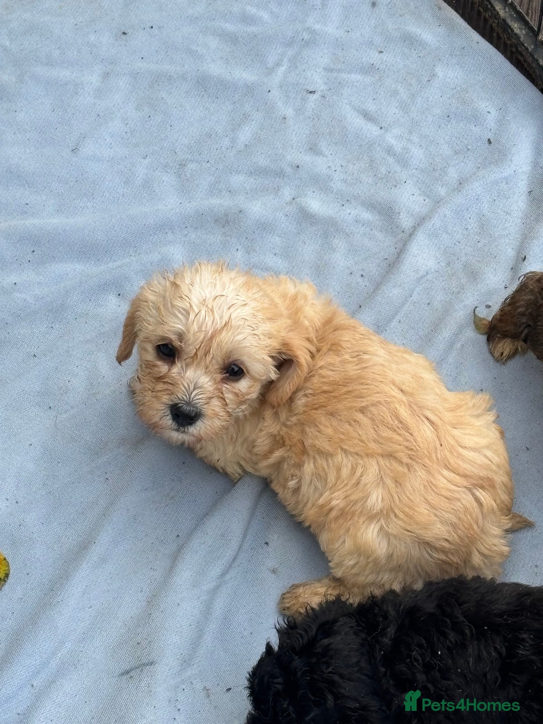 Mixed Breed dogs for sale: Lucus terrier cross toy poodle puppies - Advert 19