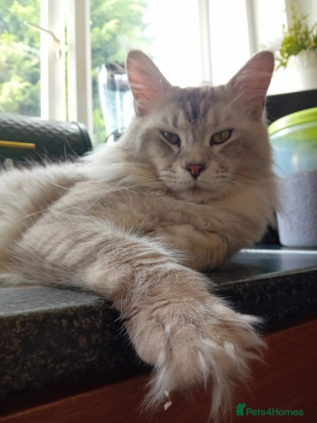 Maine Coon cats for sale: Stunning poly/non poly Maine coin kittens - Image 12