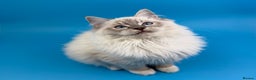 Ragdoll cats for sale: 💙 STUNNING GCCF GRCH SIRED RAGDOLL KITTENS 💙 - Advert 8