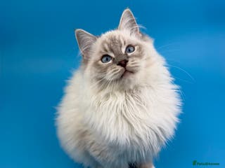 Ragdoll cats ❤️ STUNNING GCCF GRCH SIRED RAGDOLL KITTENS 💚 - Advert 8