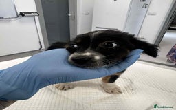 Mixed Breed dogs for adoption: 💮Cauliflower💮 for adoption, coming into GLOUS - Image 6