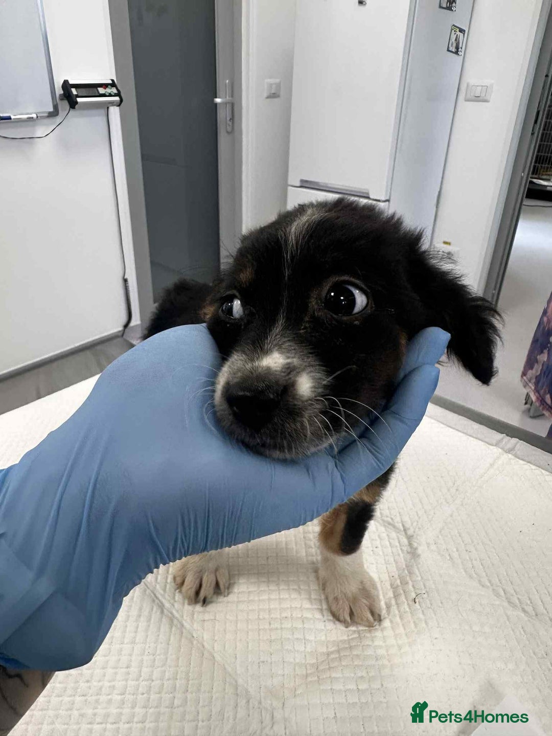 Mixed Breed dogs for adoption: 💮Cauliflower💮 for adoption, coming into GLOUS - Image 6