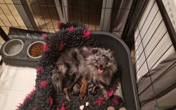 Pomeranian dogs for stud: Rocket Pomeranian stud  in Romford - Image 36