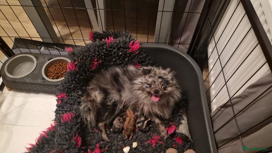 Pomeranian dogs for stud: Rocket Pomeranian stud  in Romford - Advert 36