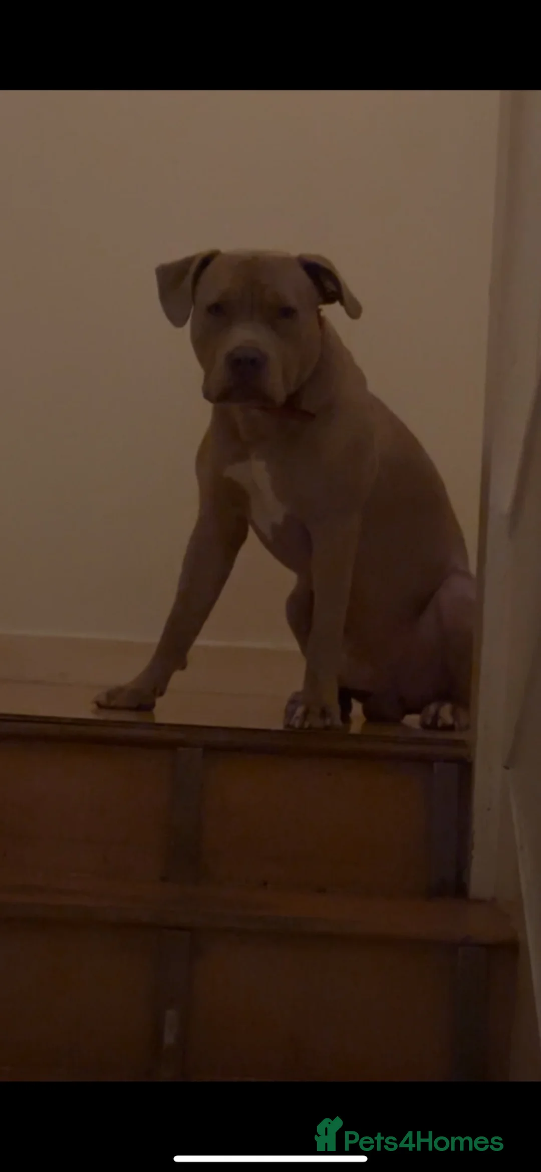 Bandog dogs for sale: Adult American Bulldog for Sale.  in London - Advert 3