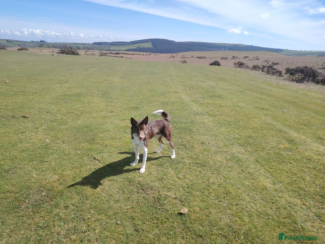 Welsh Collie dogs for sale: Welsh sheepdogs - Advert 10