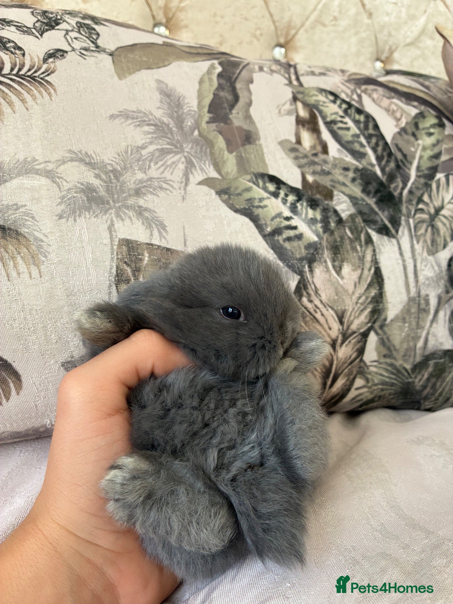 Mini Lop rabbits for sale: Cute Blue Mini Lop Babies  - Advert 1