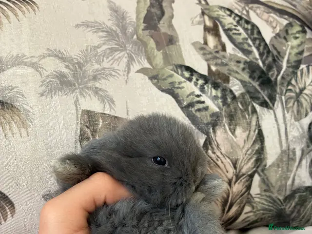 Mini Lop rabbits for sale: Cute Blue Mini Lop Babies - Advert 1