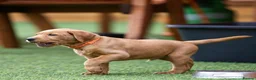 Labrador Retriever dogs for sale: Outstanding fully health tested fox red and black  - Advert 11