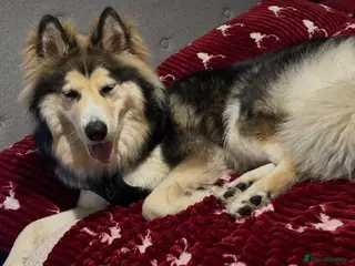 Siberian Husky dogs Siberian Husky “male” - Advert 2