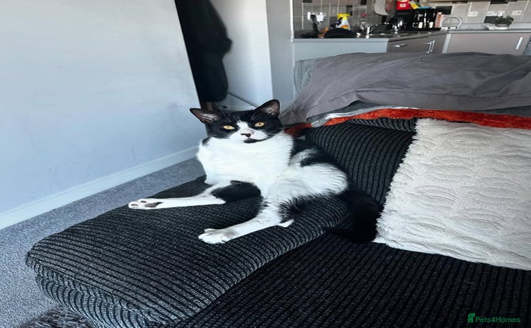 Domestic Shorthair cats - Advert 1