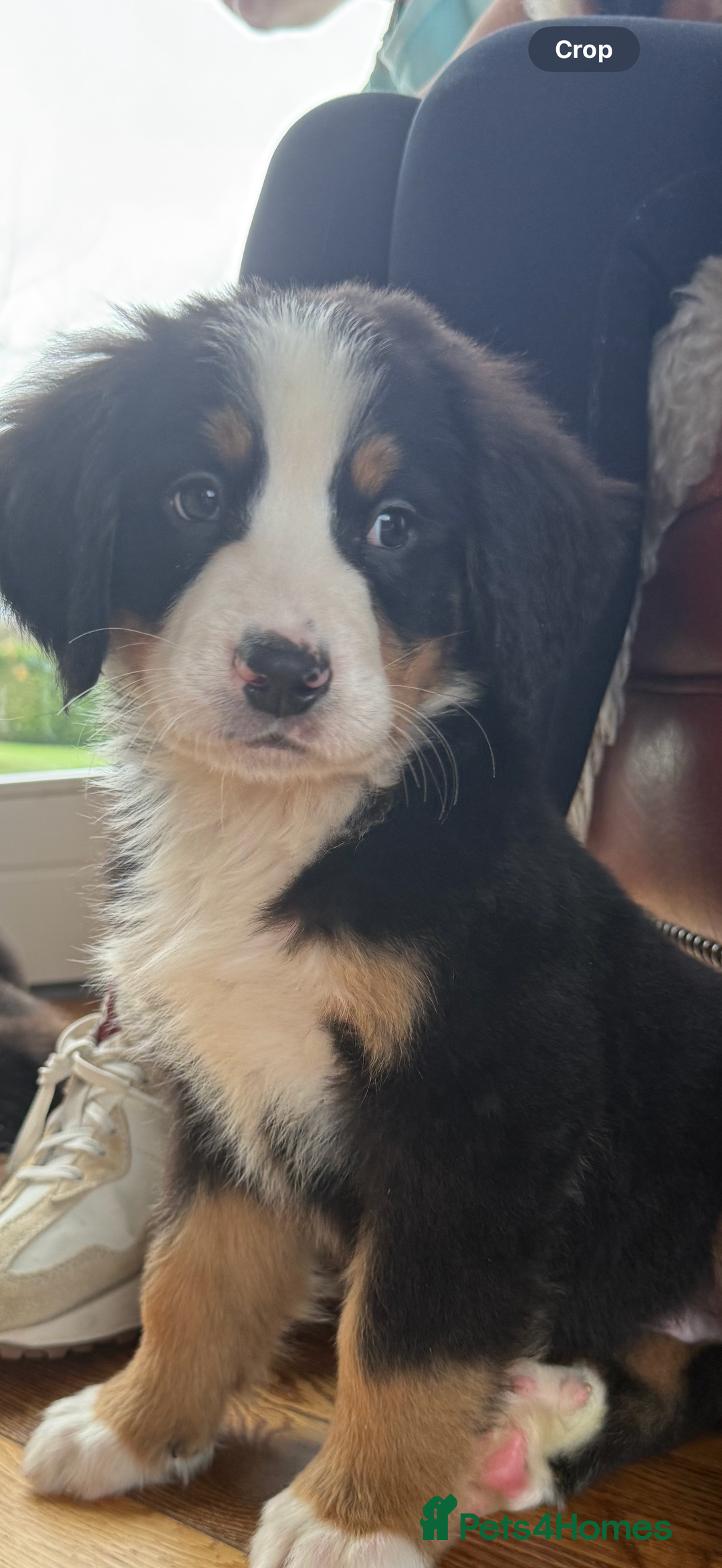 Bernese Mountain Dog dogs for sale: Bernese Mountain Dog Pups  - Advert 9