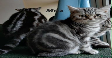 British Shorthair cats - Advert 4
