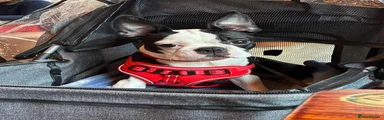 Boston Terrier 1