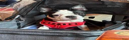 Boston Terrier dogs for sale: Female Boston terrier.  - Advert 2