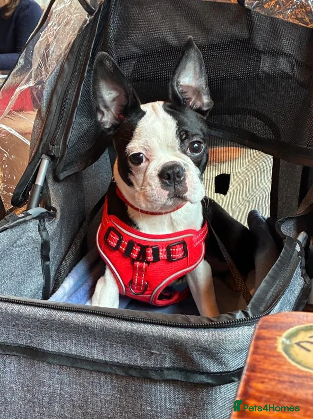 Boston Terrier dogs for sale: Female Boston terrier.  - Advert 2