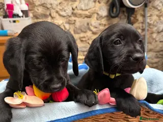 Goldador dogs Ready to leave Goldador puppies - Advert 1