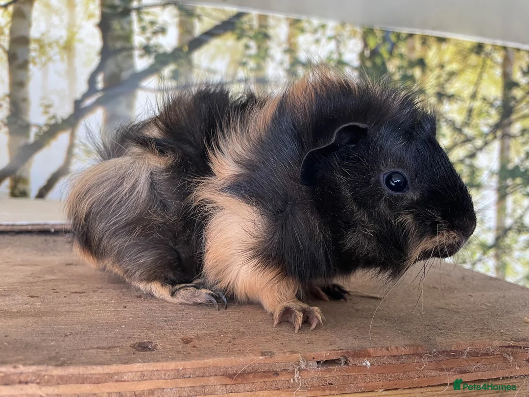 Guinea Pig rodents for sale: Baby sow guinea pigs  - Advert 4