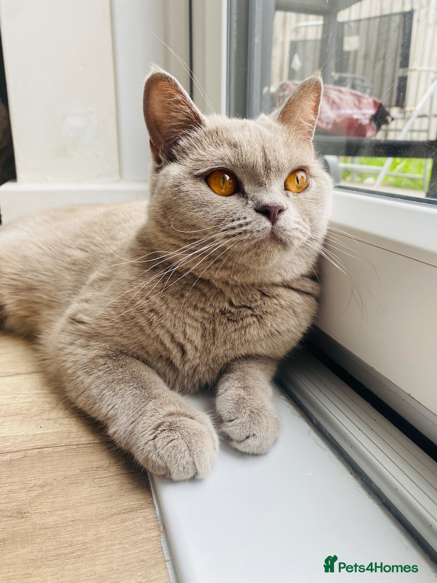 British Shorthair cats GCCF  Lilac British Shorthair girl  - Advert 1