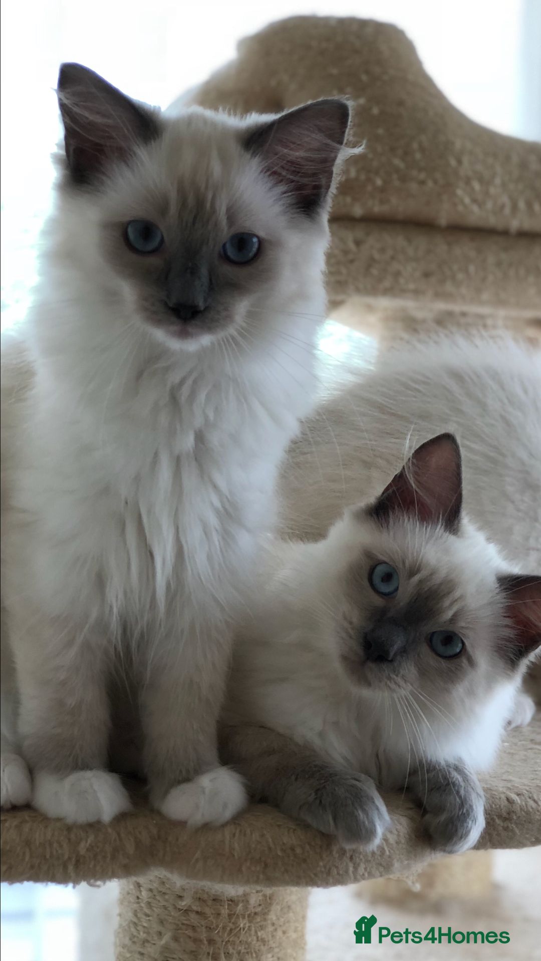 Ragdoll cats for stud: FOR STUD GCCF reg Active Grand Champion for stud in Doncaster - Advert 8