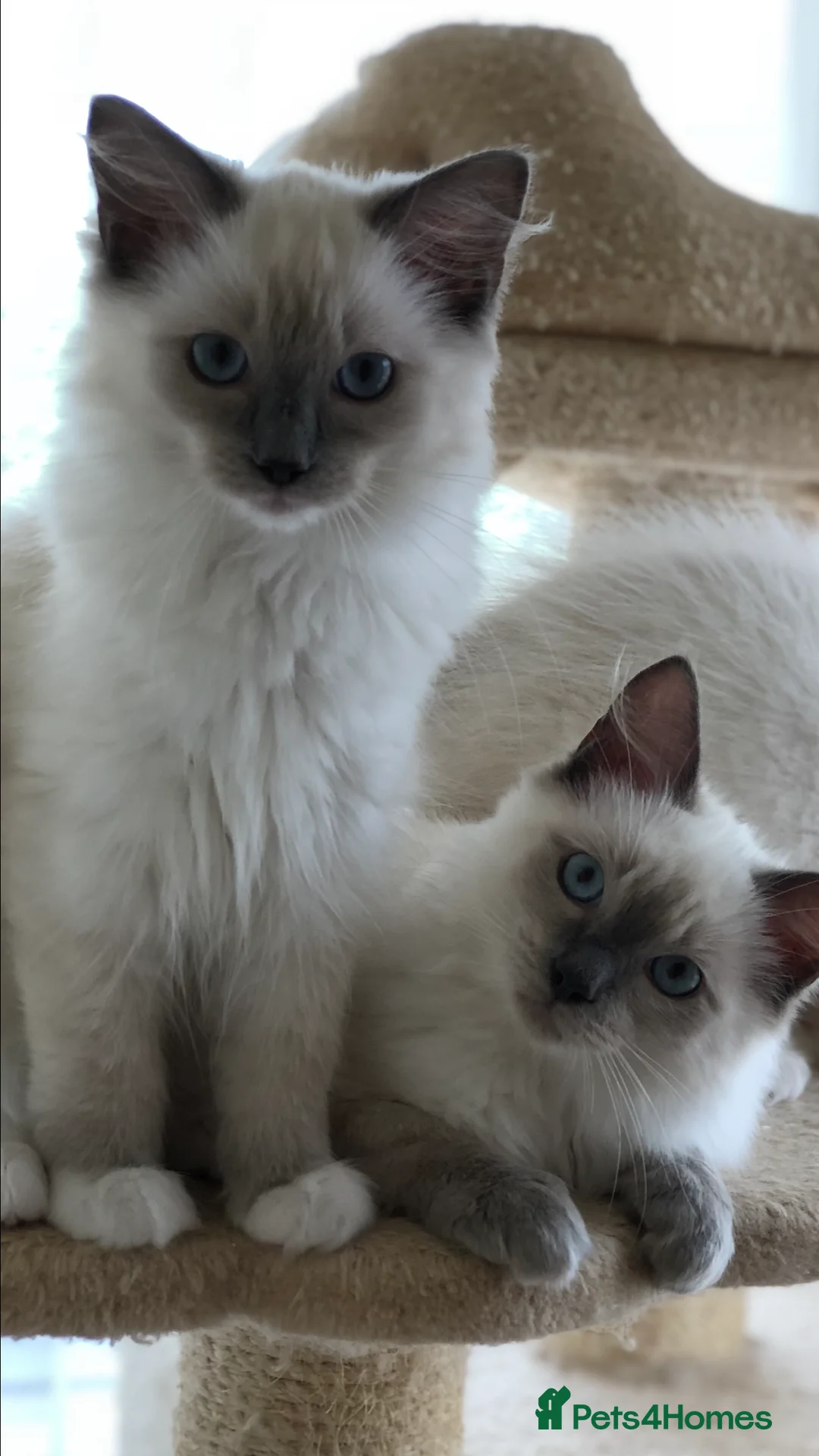 Ragdoll cats for stud: FOR STUD GCCF reg Active Grand Champion for stud in Doncaster - Advert 8